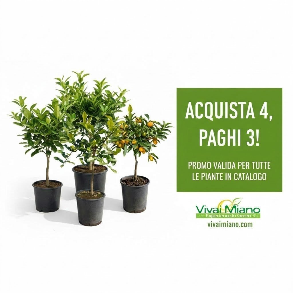 Compra 3 piante, prendi la 4° gratis