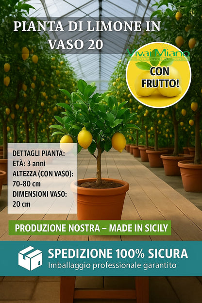 Pianta di Limone (vaso - 20) con frutto