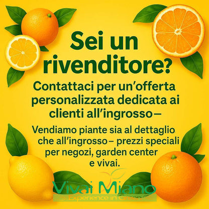 Pianta di Lime (vaso - 20)