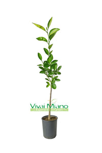 Pianta di Arancio Washington Navel