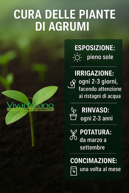 Pianta di Lime (vaso - 20)