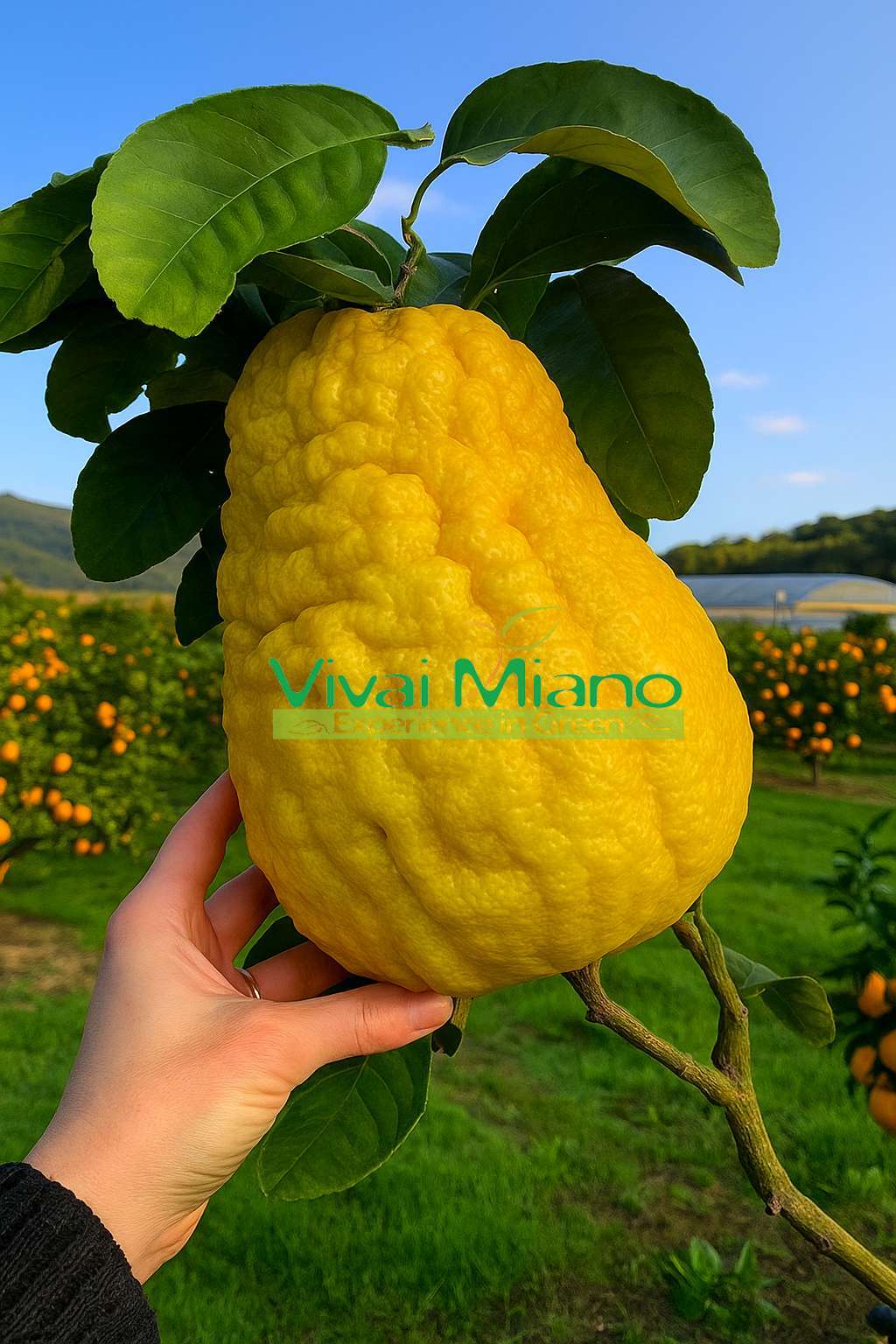 Pianta di Cedro Maxima o Gigante