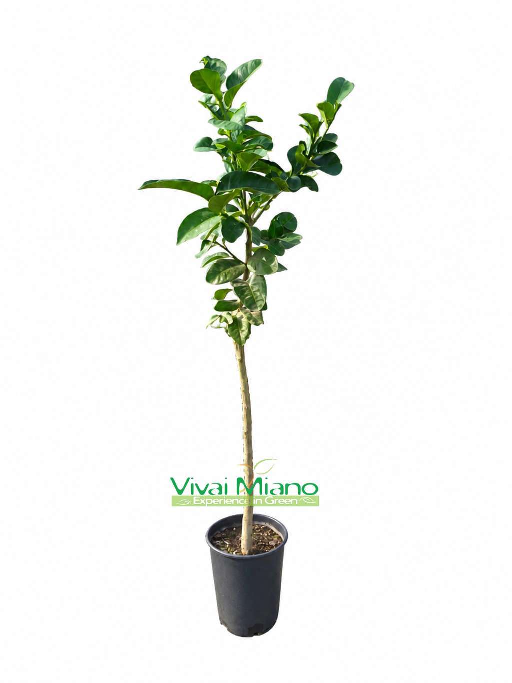 Pianta di Cedro Pompia