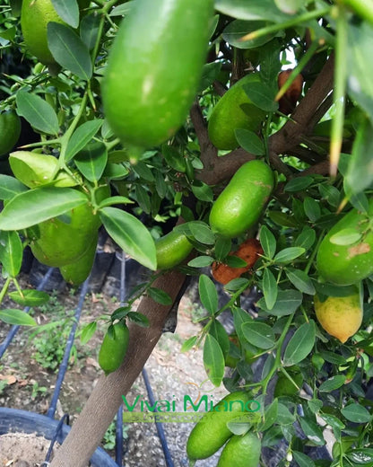 Pianta di Finger Lime Bianco