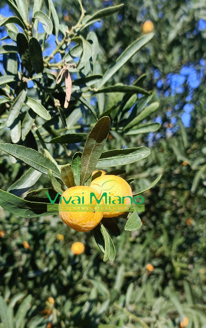 Pianta di Finger Lime Eremorange (Giallo)