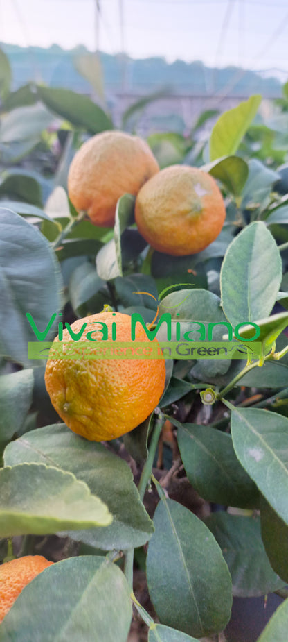 Pianta di Lime Rossa di Rangpur  (vaso - 20) con frutto