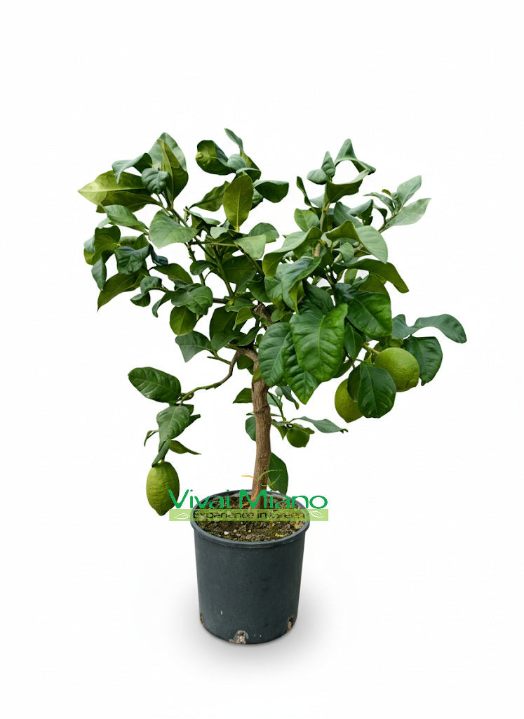 Pianta di Limone (vaso - 20) con frutto