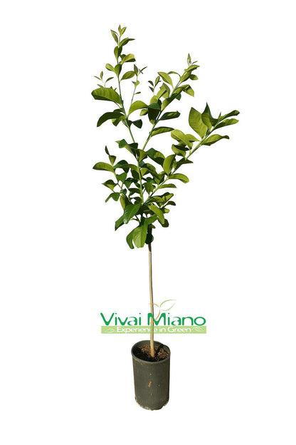 Pianta di Limone Femminello Siracusano