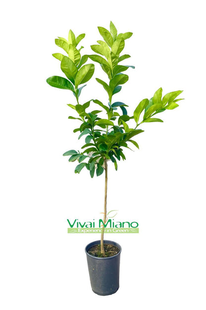 Pianta di Limone Interdonato