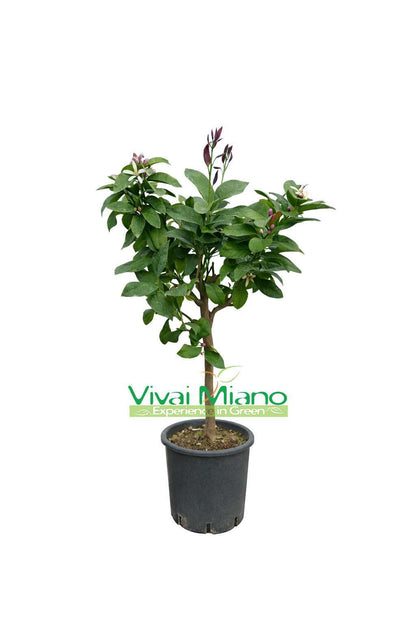 Pianta di Limone Lunario "4 Stagioni" (vaso - 20)