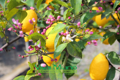 Pianta di Limone Lunario "4 Stagioni"
