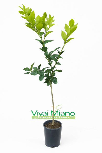 Pianta di Limone Ovale di Sorrento