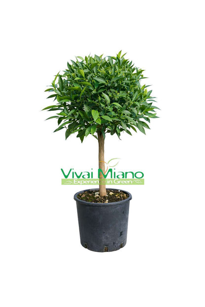 Pianta di Mandarino (vaso - 20)