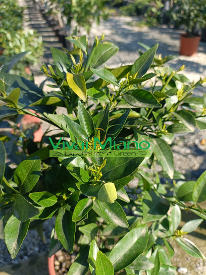 Pianta di Mandarino (vaso - 20)