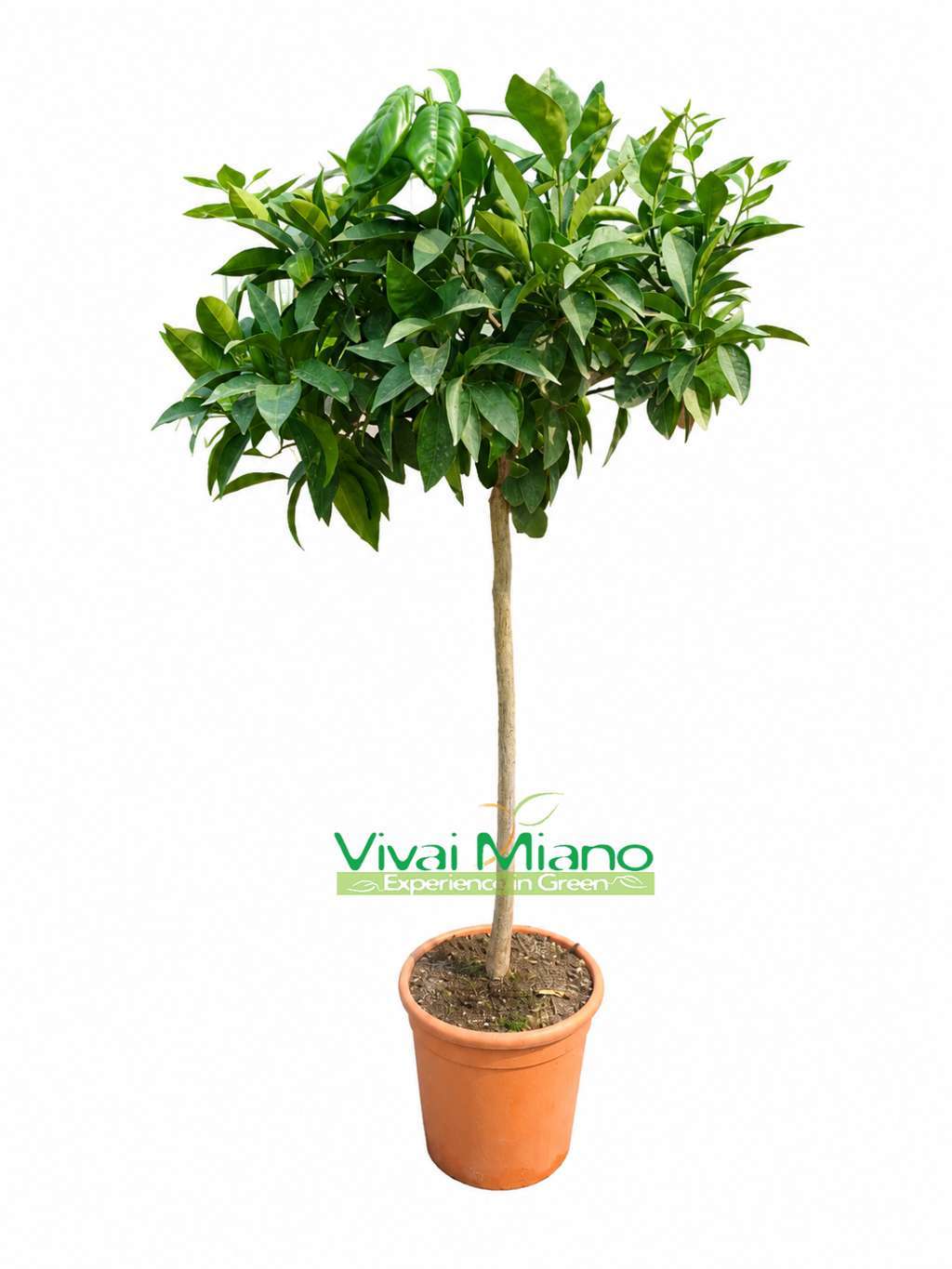 Pianta di Arancio Moro (vaso - 24)