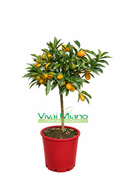 Pianta di Kumquat CON FRUTTO - vaso Ø 20 Rosso