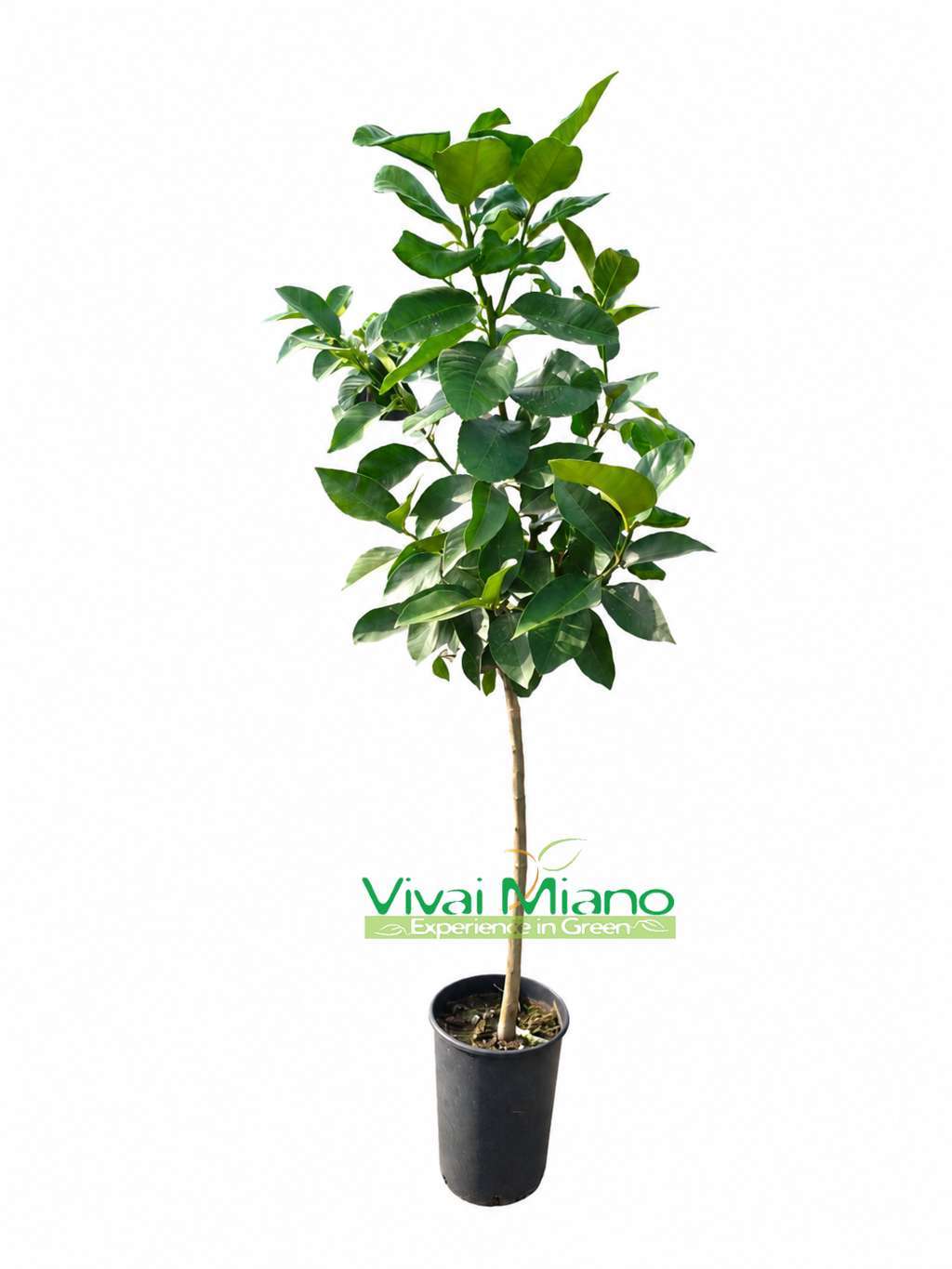 Pianta di Limone Adamo