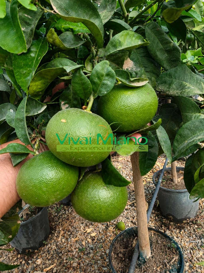 Pianta di Mandarino Satsuma Miyagawa (vaso - 20)