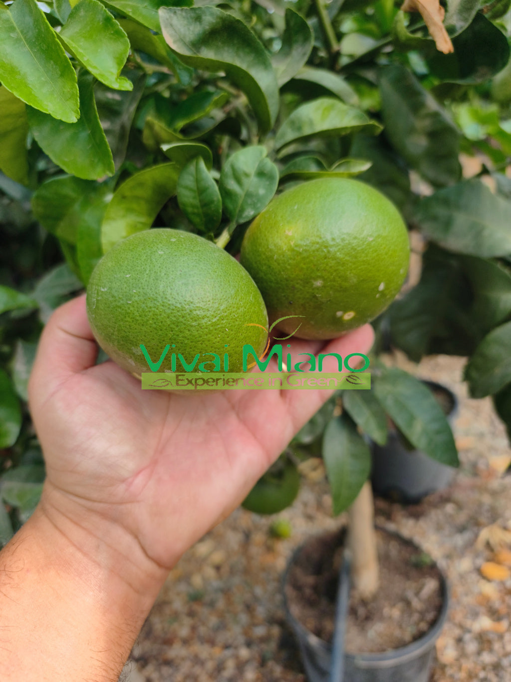 Pianta di Mandarino Satsuma Miyagawa (vaso - 20)