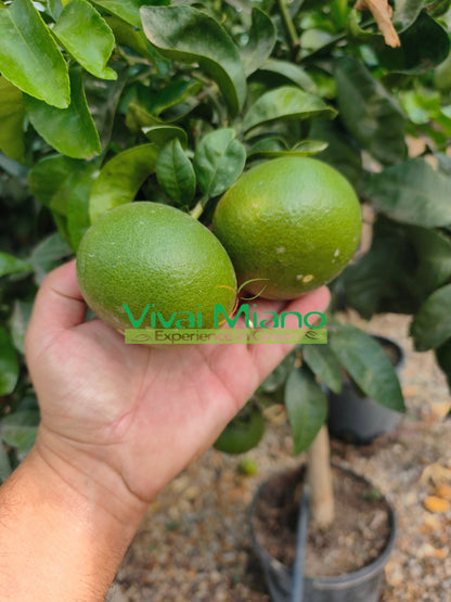 Pianta di Mandarino Satsuma Miyagawa (vaso - 20)