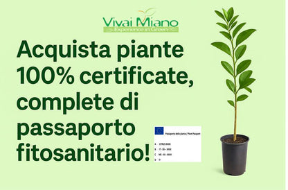 Pianta di Lime (vaso - 20)