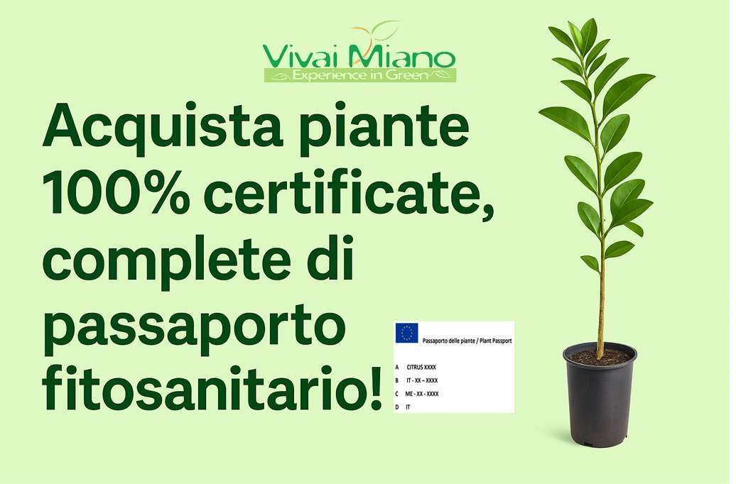 Pianta di Arancio Moro (vaso - 24)