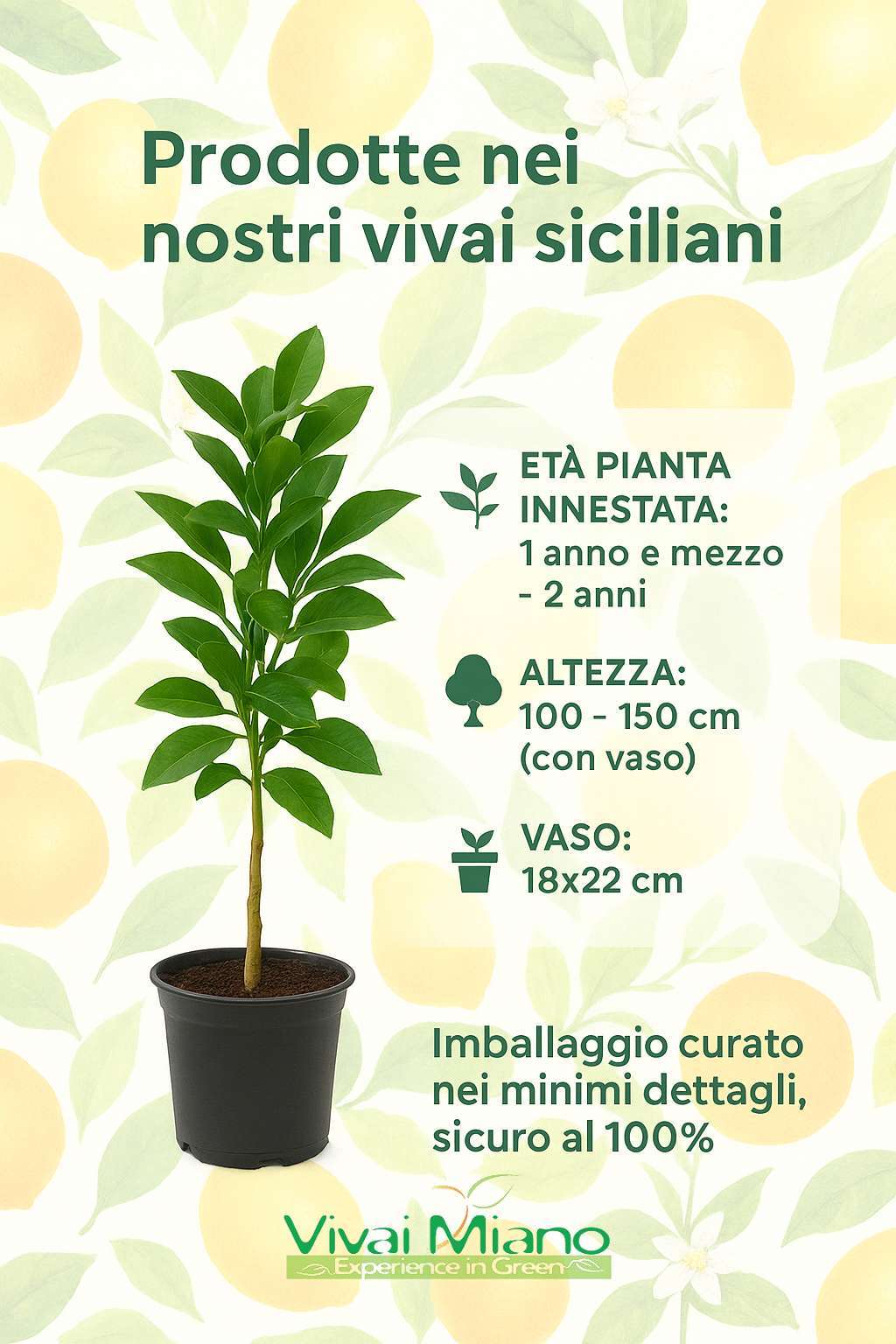 Pianta di Arancio New Hall